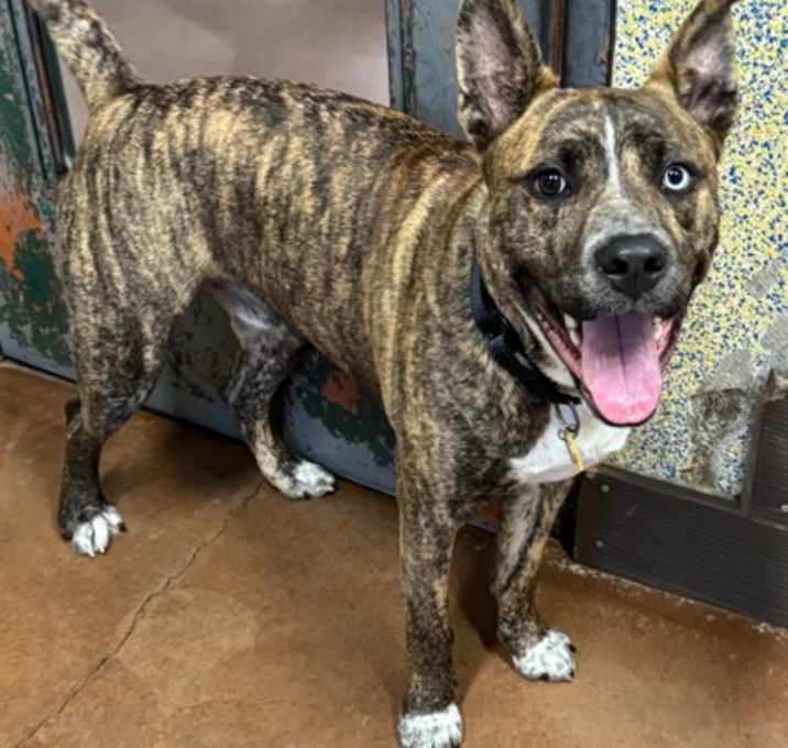 Photo of Koba - AVAILABLE