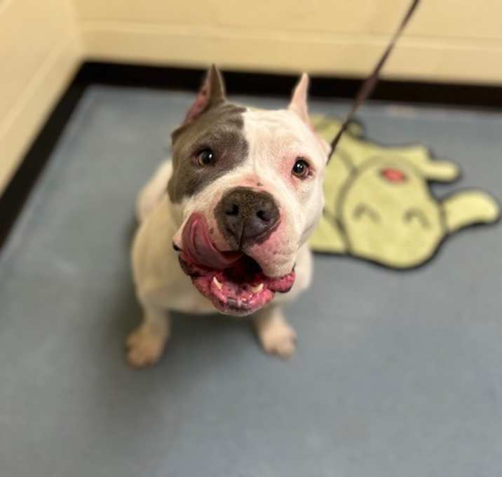 Photo of PHOXY DENVER