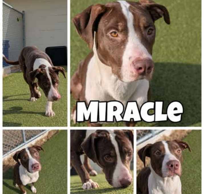 Photo of Miracle