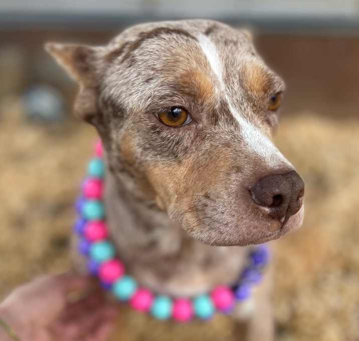 Photo of Merry Mistletoe