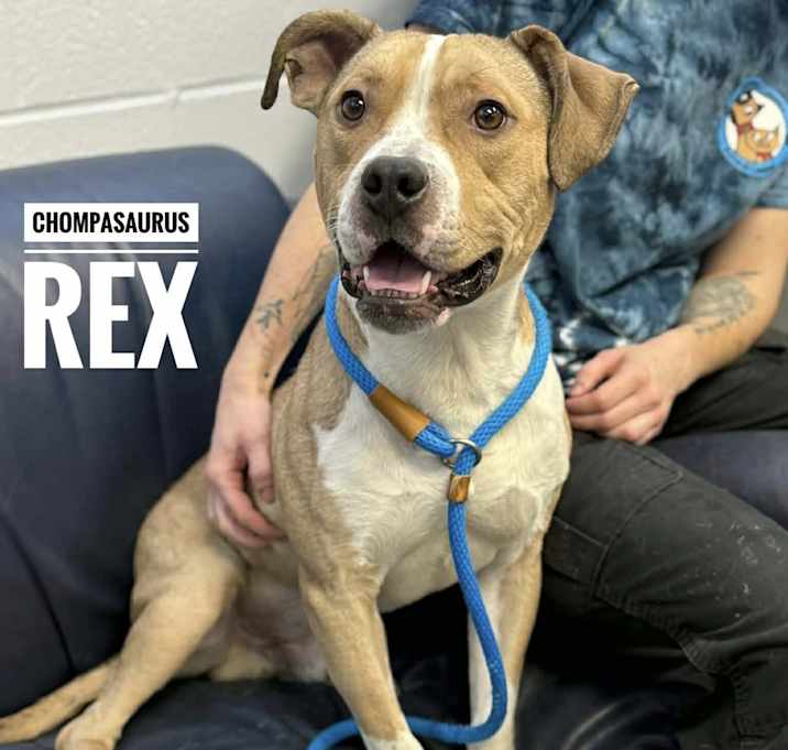 Photo of Chompasaurus Rex