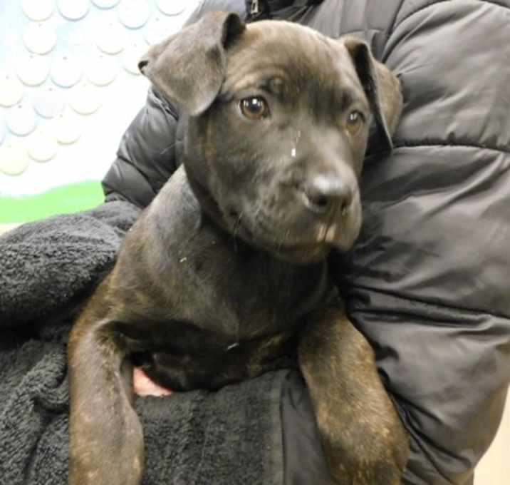 Photo of Ornament Overloader