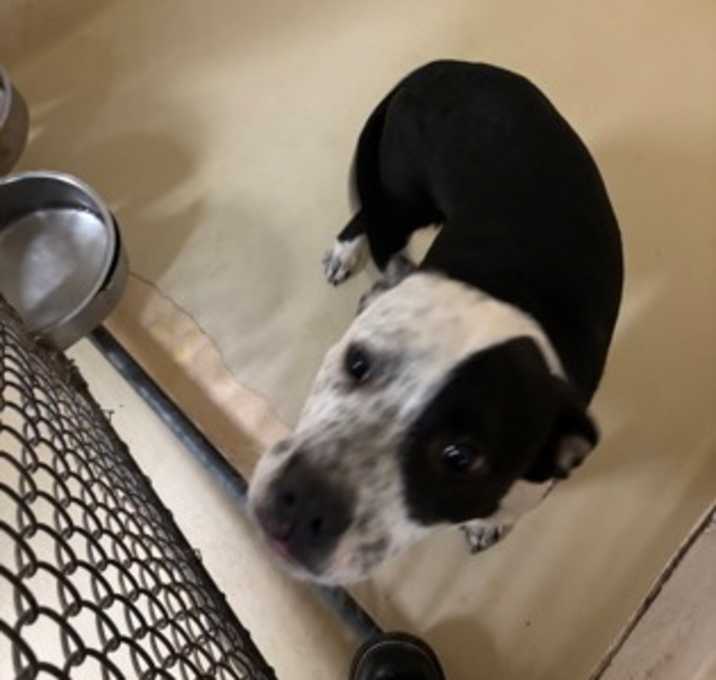 Photo of Kokomo DIRP