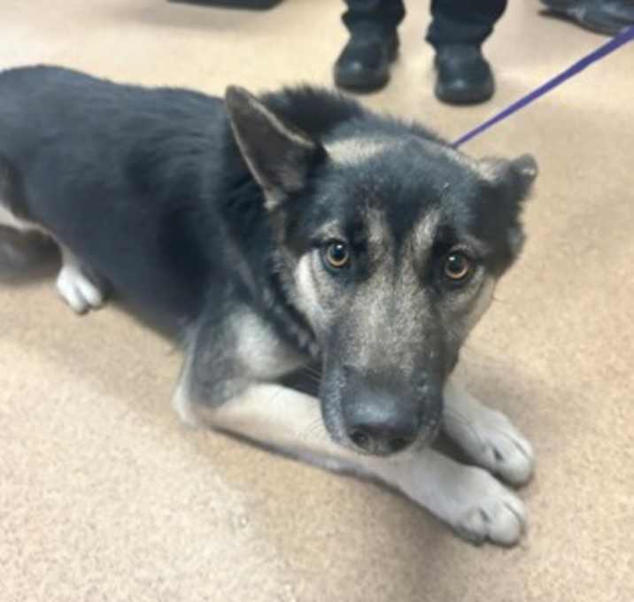 Photo of JULISA  VIP RO