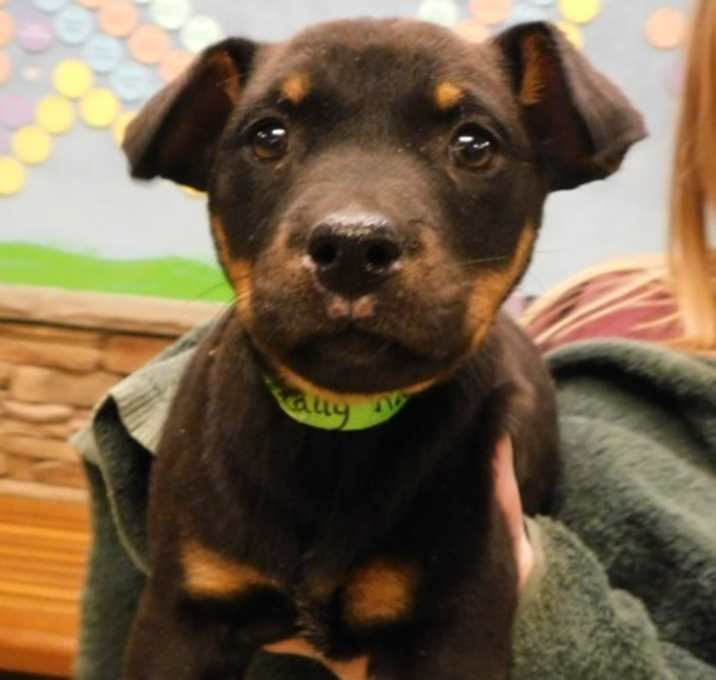 Photo of Mistletoe-tally Rad