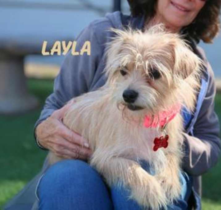Photo of Layla