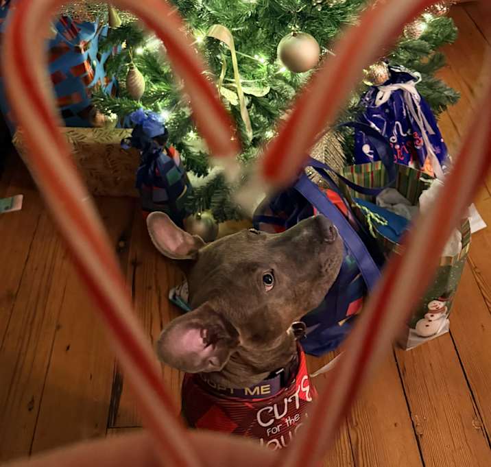 Photo of Key (in foster)