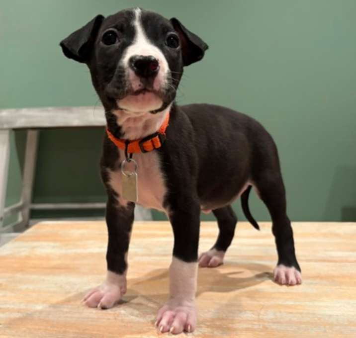 Photo of Clara IN FOSTER