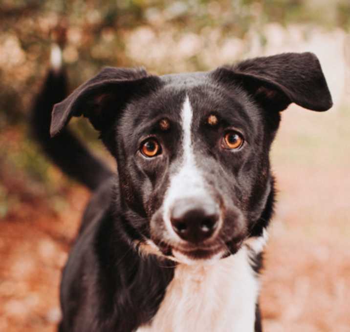 Photo of 01347B Peppermint