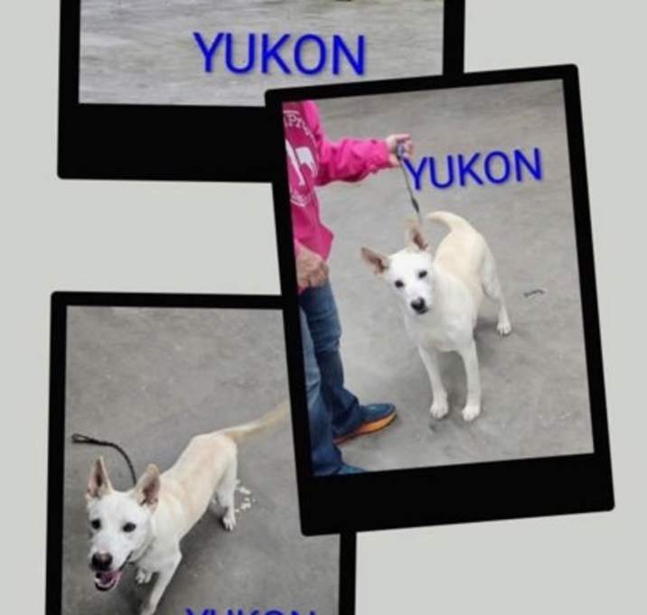 Photo of Yukon