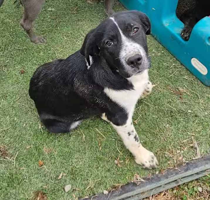 Photo of Lucy The Dog