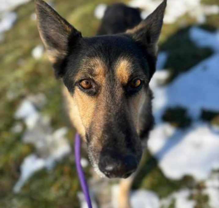 Photo of Snickerdoodle IV 49