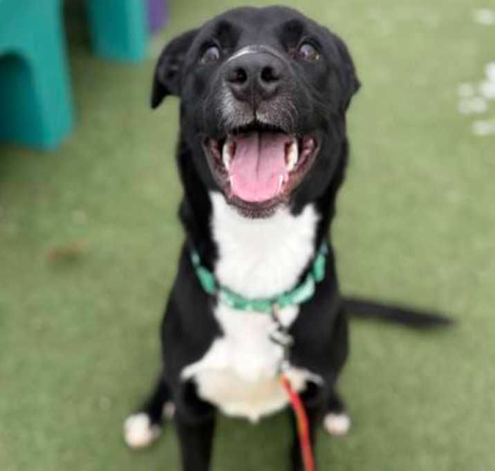 Photo of Souffle III 40