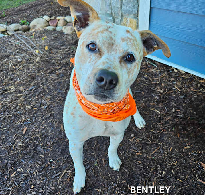 Photo of Bentley