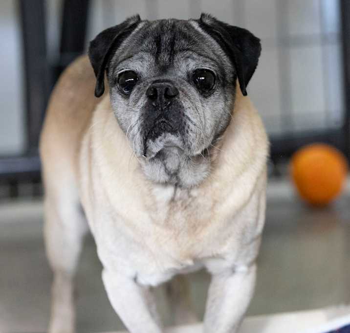 Photo of Duncan (N25-64)