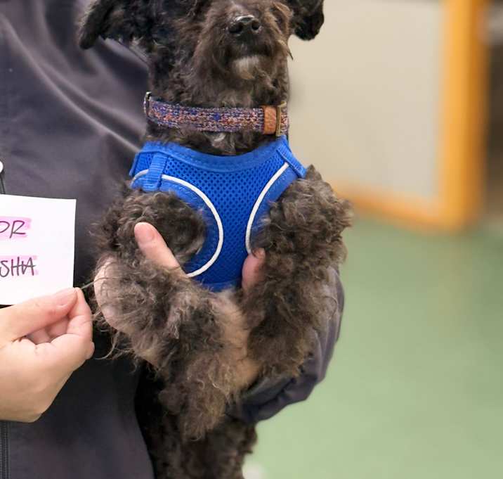 Photo of Sasha (bonded pair)