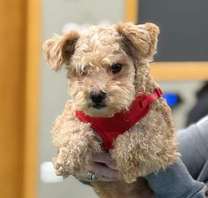 Photo of Suzy (bonded pair)