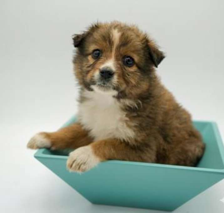 Photo of Fiji- EOD 12/20 WHITLOW 270202