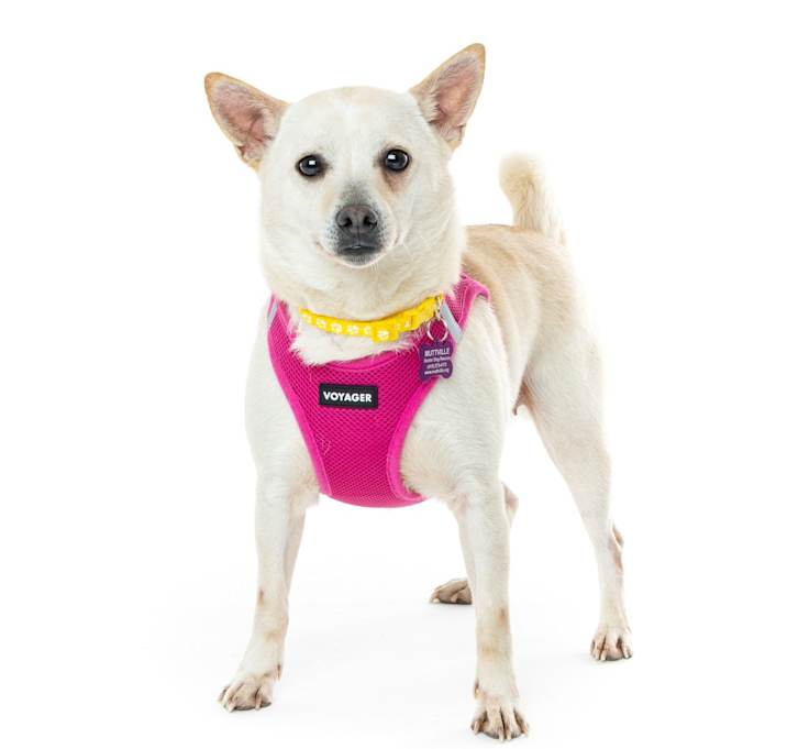 Photo of Alley Oop 13643