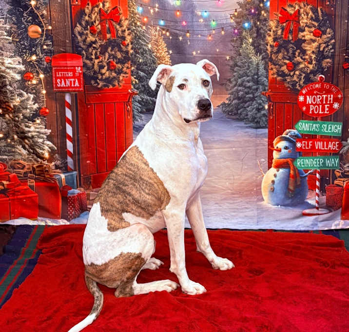 Photo of Scout (aka Squirtalicious)