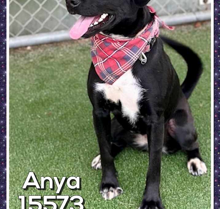 Photo of ANYA (also see GRAHAM CRACKER)