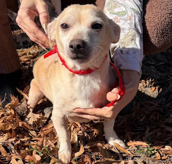 Photo of Marshmellow