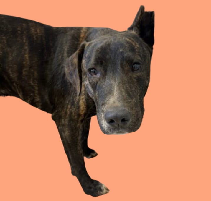 Photo of TUSC-Stray-82970