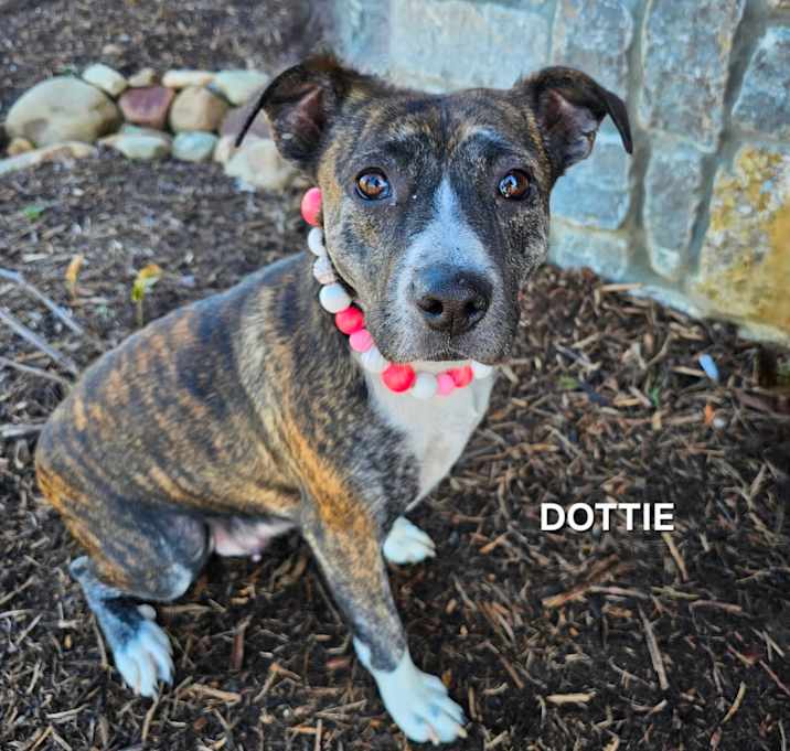 Photo of Dottie
