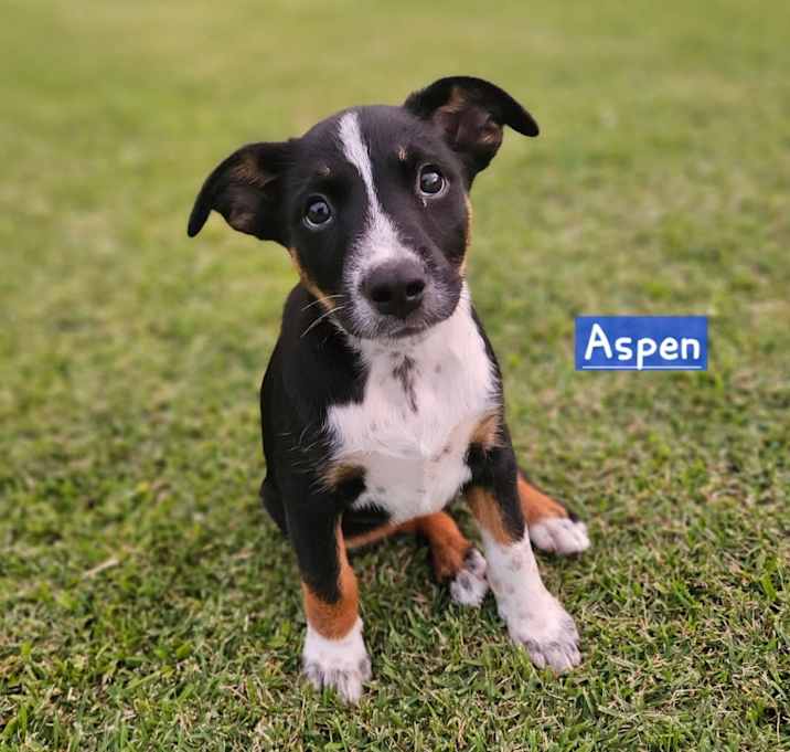 Photo of Tree Litter: Aspen