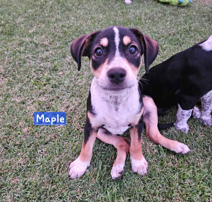 Photo of Tree Litter: Maple