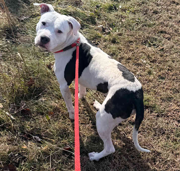 Photo of Oreo McFlurry