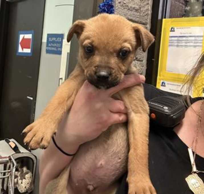 Photo of SNOWBALL SQUEAK