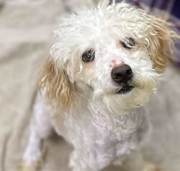 Photo of GINGERBREAD