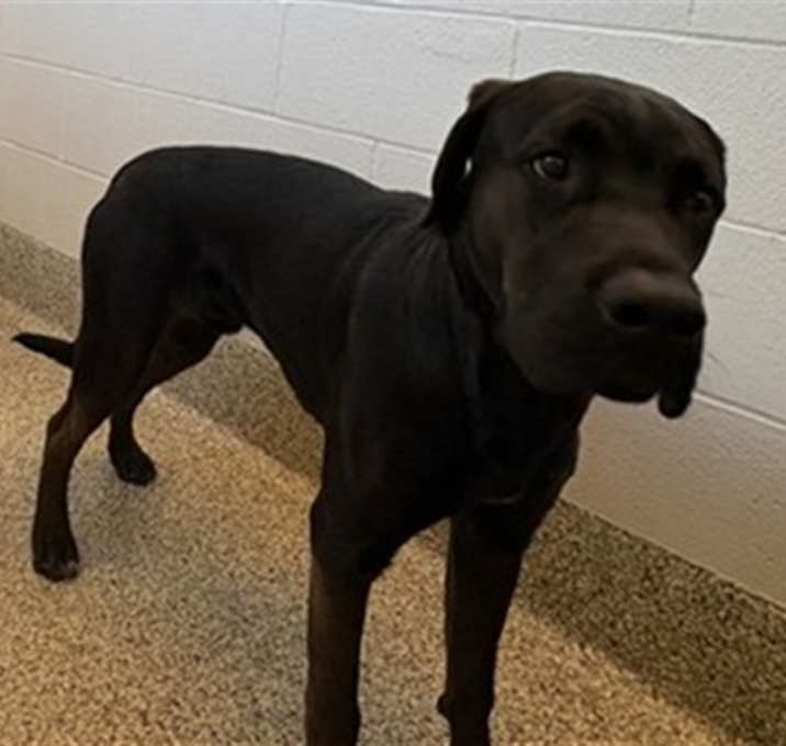 Photo of KRIS KRINGLE