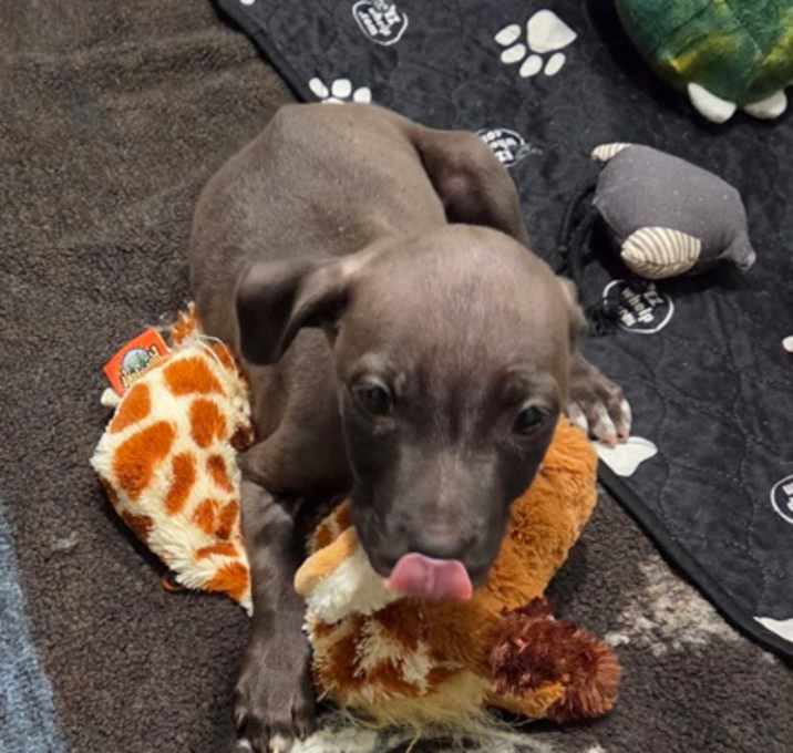 Photo of Smoke CNTY-542