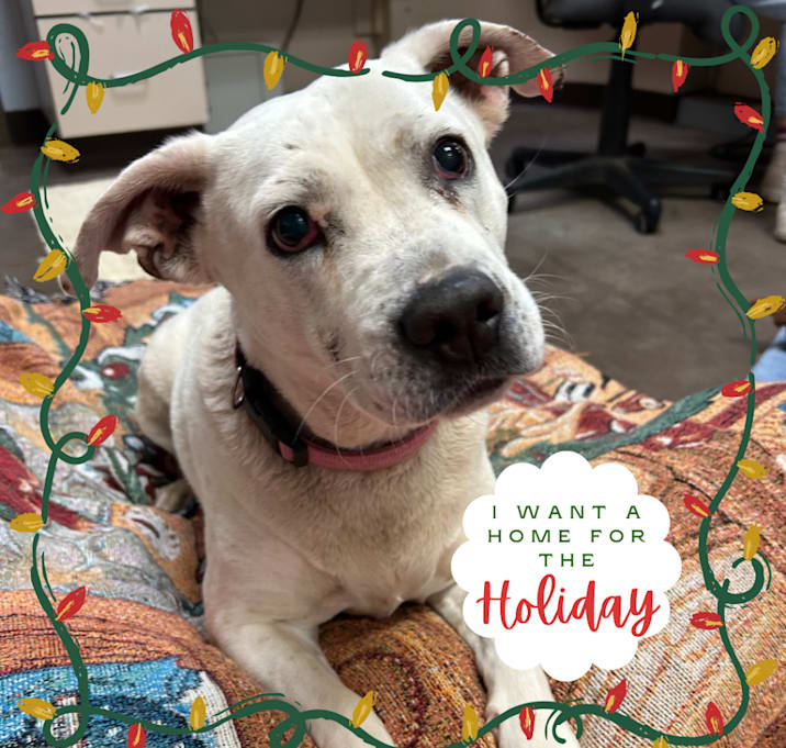 Photo of Bella - Sweetest Girl, Biggest Eyes!