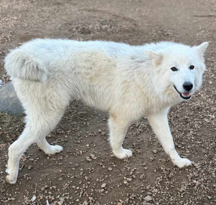 Photo of Nanook of the North
