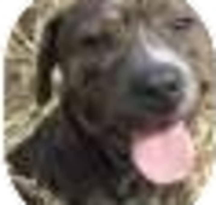 Photo of Dallas