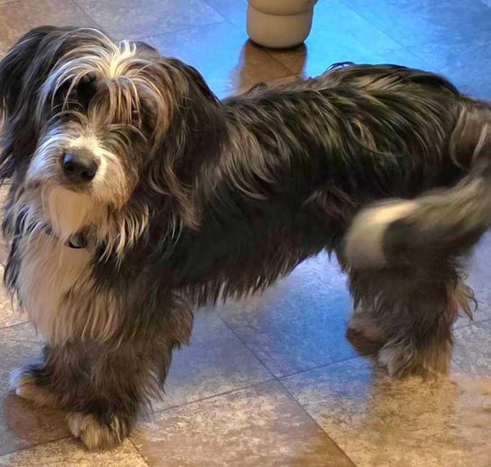 Photo of Short Stuff Colette