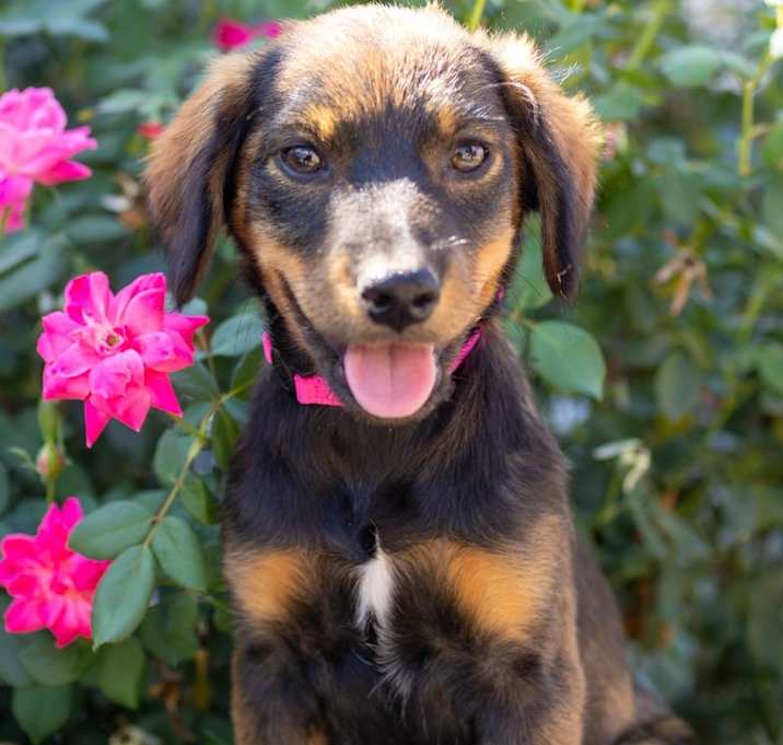 Photo of Rosie Anderson