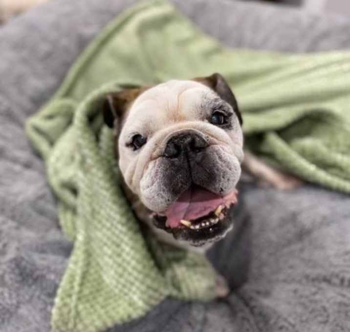 Photo of Henry the Bulldog