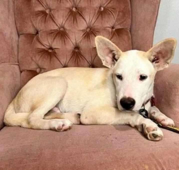 Photo of Garbanzo bean