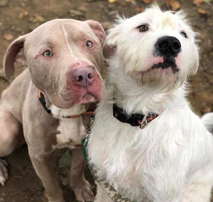 Photo of Noble Norman