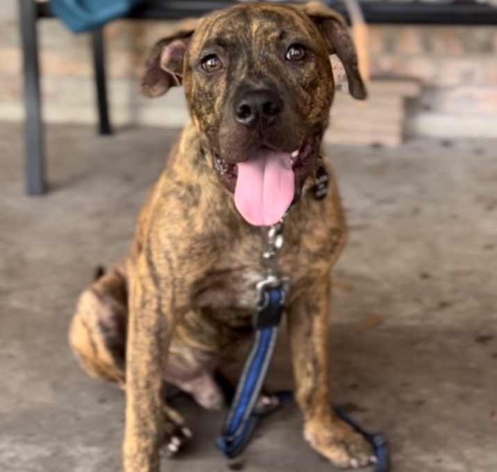 Photo of Apollo Greek