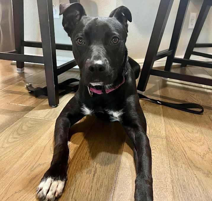 Photo of Daisy Super Mario Litter