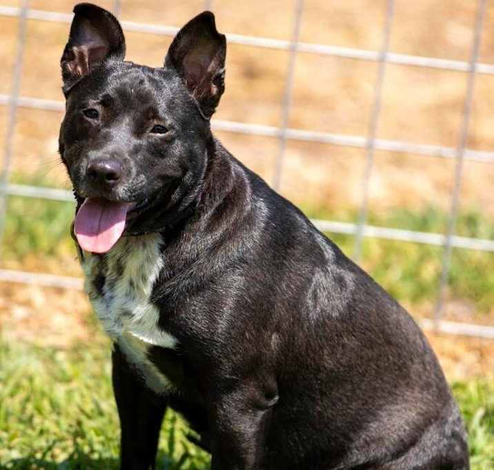 Photo of Black Beauty