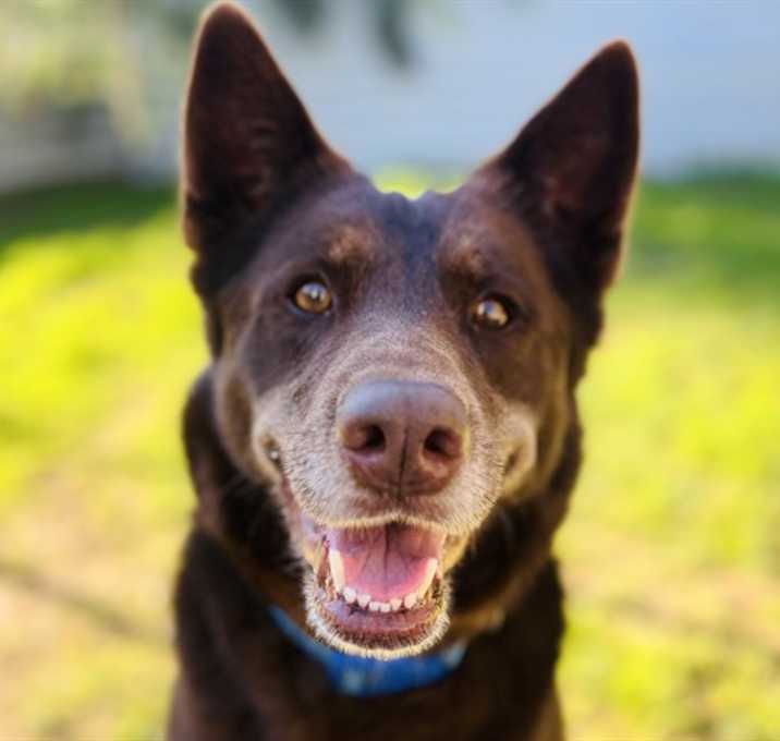 Photo of CHARLIE BROWN