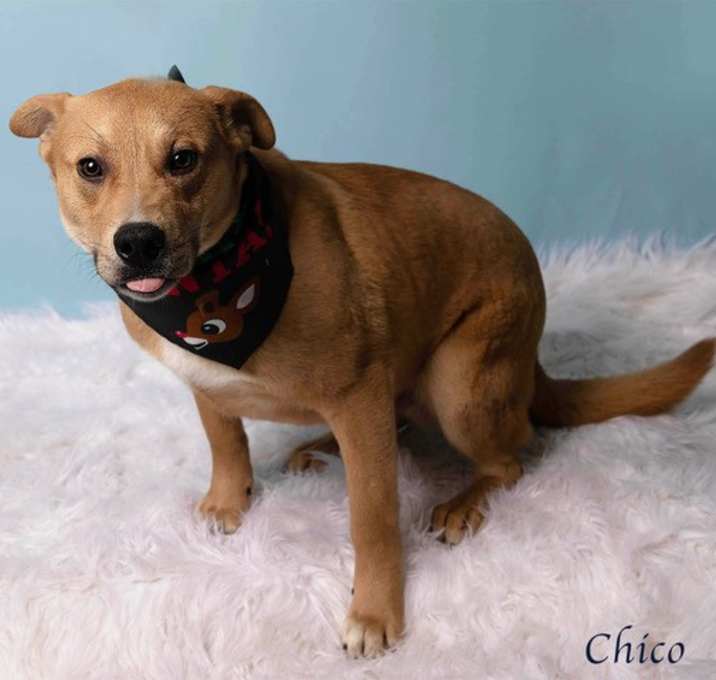 Photo of CHICO