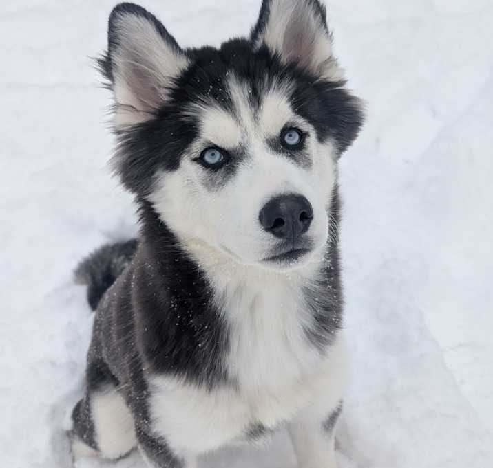 Photo of Navidad L-60-25