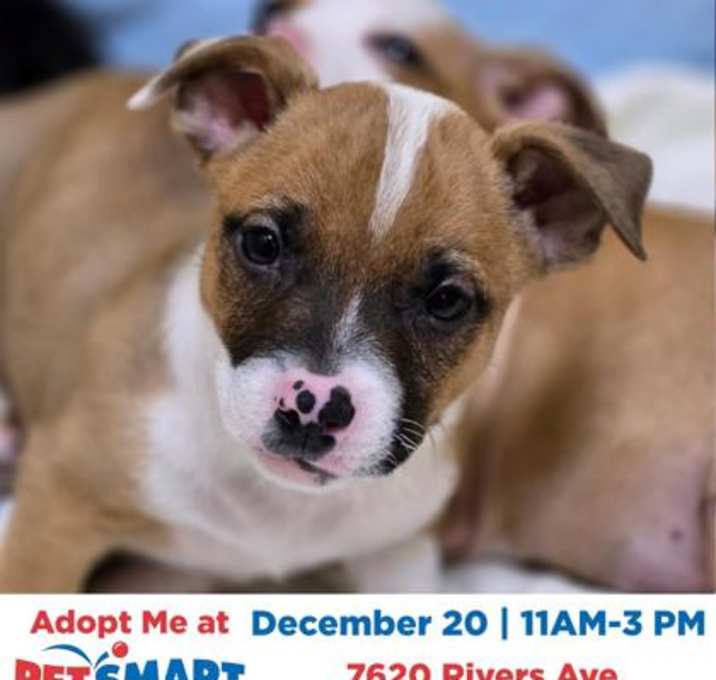 Photo of 89483a Morty